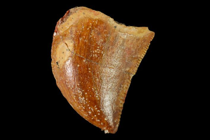 Serrated, Baby Carcharodontosaurus Tooth - Morocco #159292